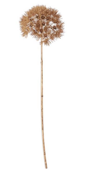 29 Inch Tan Allium Stem