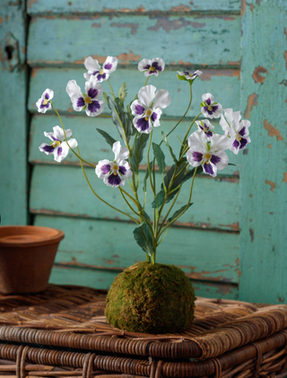 Viloa Lavender-White In Moss Ball