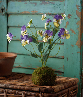 Viola Yellow-Purple In Moss Ball
