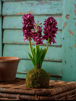 Violet Hyacinth In Moss Ball
