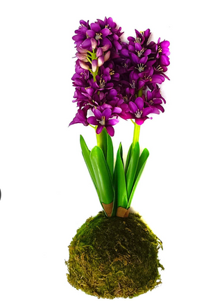 Violet Hyacinth In Moss Ball