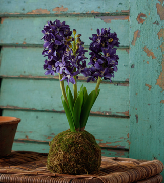 Blue Hyacinth In Moss Ball