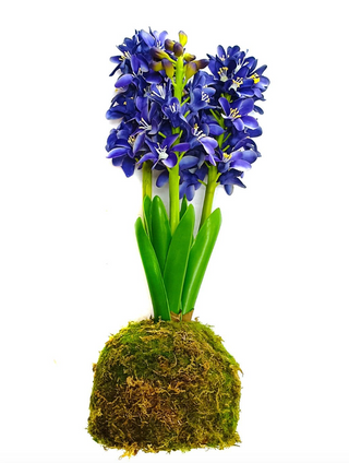 Blue Hyacinth In Moss Ball
