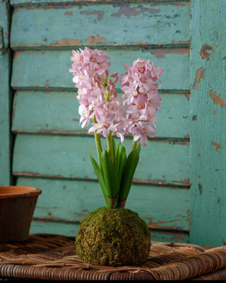 Pink Hyacinth In Moss Ball
