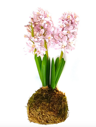 Pink Hyacinth In Moss Ball