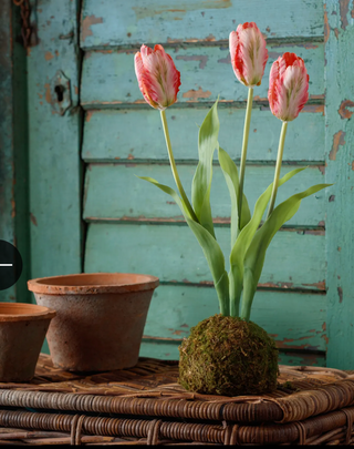 Tulip Pink In Moss Ball