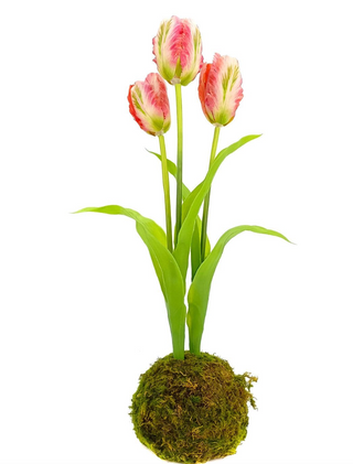 Tulip Pink In Moss Ball