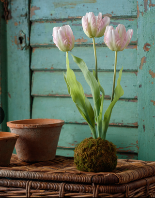 Tulips Light Pink In Moss Ball