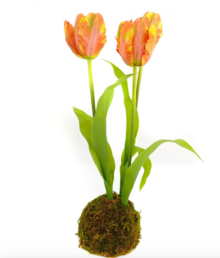 Tulips Orange In Moss Ball