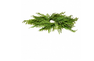 24" Real Touch Cedar & Norfolk Pine Centerpiece