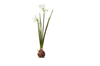 18" Paperwhite Bulb