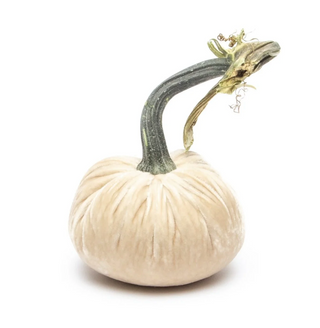 Cream Silk Velvet Pumpkin