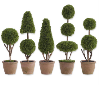 Mini Cypress Topiary Trees in Pots