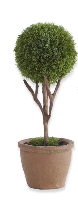Mini Cypress Topiary Trees in Pots