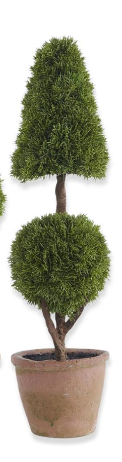 Mini Cypress Topiary Trees in Pots
