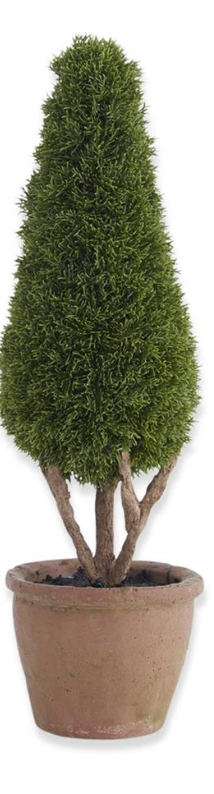 Mini Cypress Topiary Trees in Pots