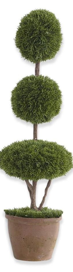Mini Cypress Topiary Trees in Pots
