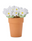 White Daisy