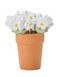 White Daisy