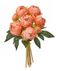 Cream Peach