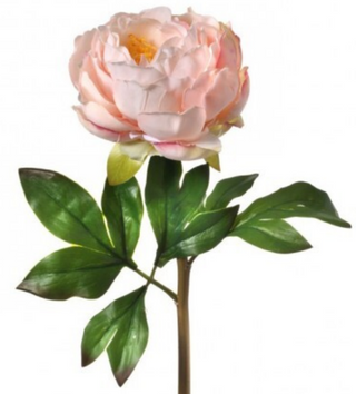 Just Cut Peony