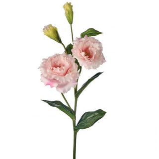 Just Cut Lisianthus Bud