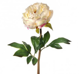 Just Cut Peony