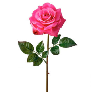 Just cut Open Garden Rose
