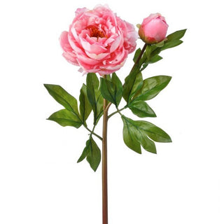 Just Cut Garden Peony & Bud