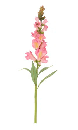Snap Dragon