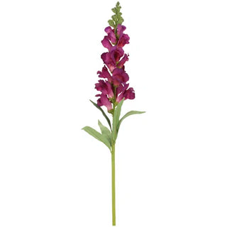 Snap Dragon