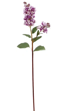 Purple Lilac