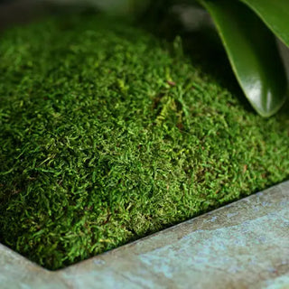 Sheet Moss Preserved 4oz