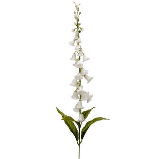 Campanula Spike