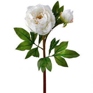 Just Cut Garden Peony & Bud