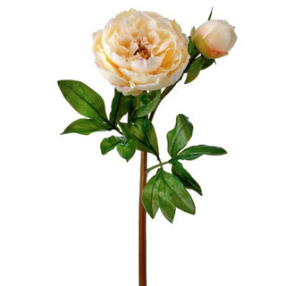 Just Cut Garden Peony & Bud