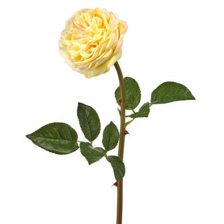 Just Cut English Rose